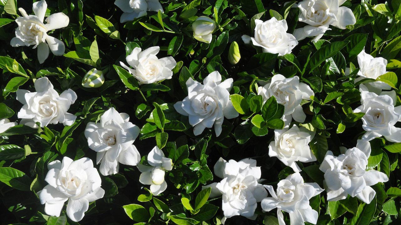 Buds & Blooms Nursery photo