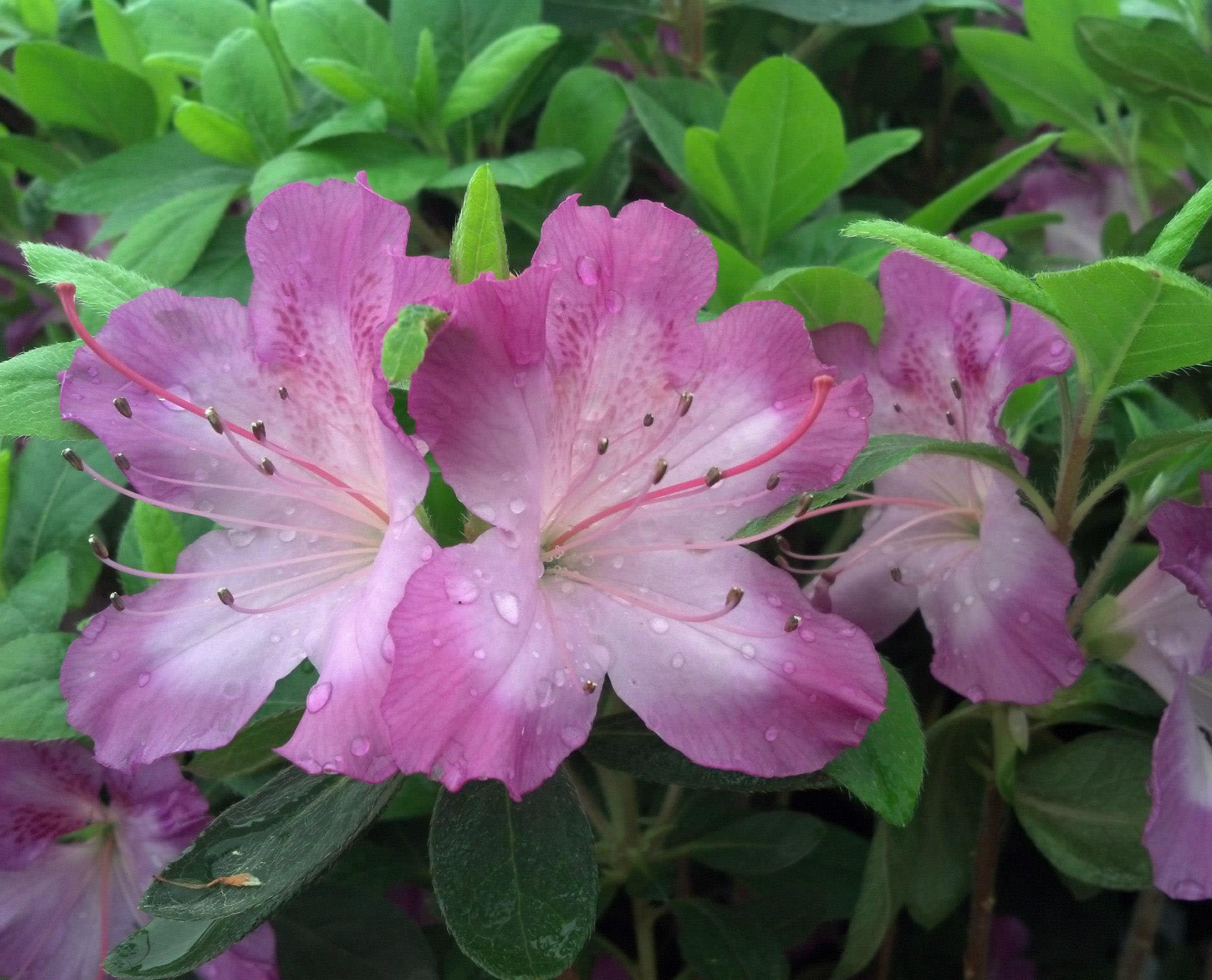 Fawn - Buds & Blooms Nursery