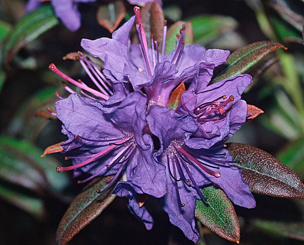 Blue Baron - Rhododendron
