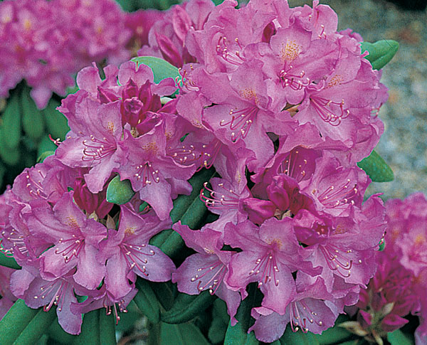 Catawbiense Boursault - Rhododendron