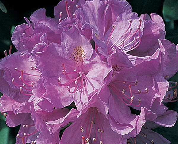 Catawbiense Grandiflorum - Rhododendron