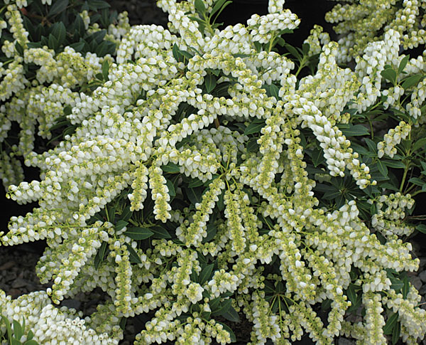 Cavatine - Pieris japonica