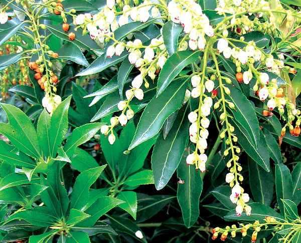 Compacta - Pieris japonica