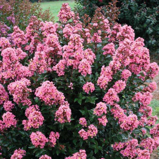 Coral Magic - Lagerstroemia (Crape Myrtles)