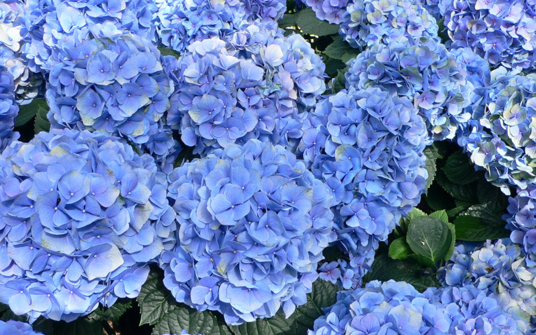 Nikko Blue (macrophylla) - Hydrangea