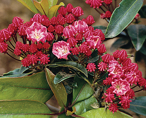 Ostbo Red - Kalmia latifolia (Mountain Laurel)