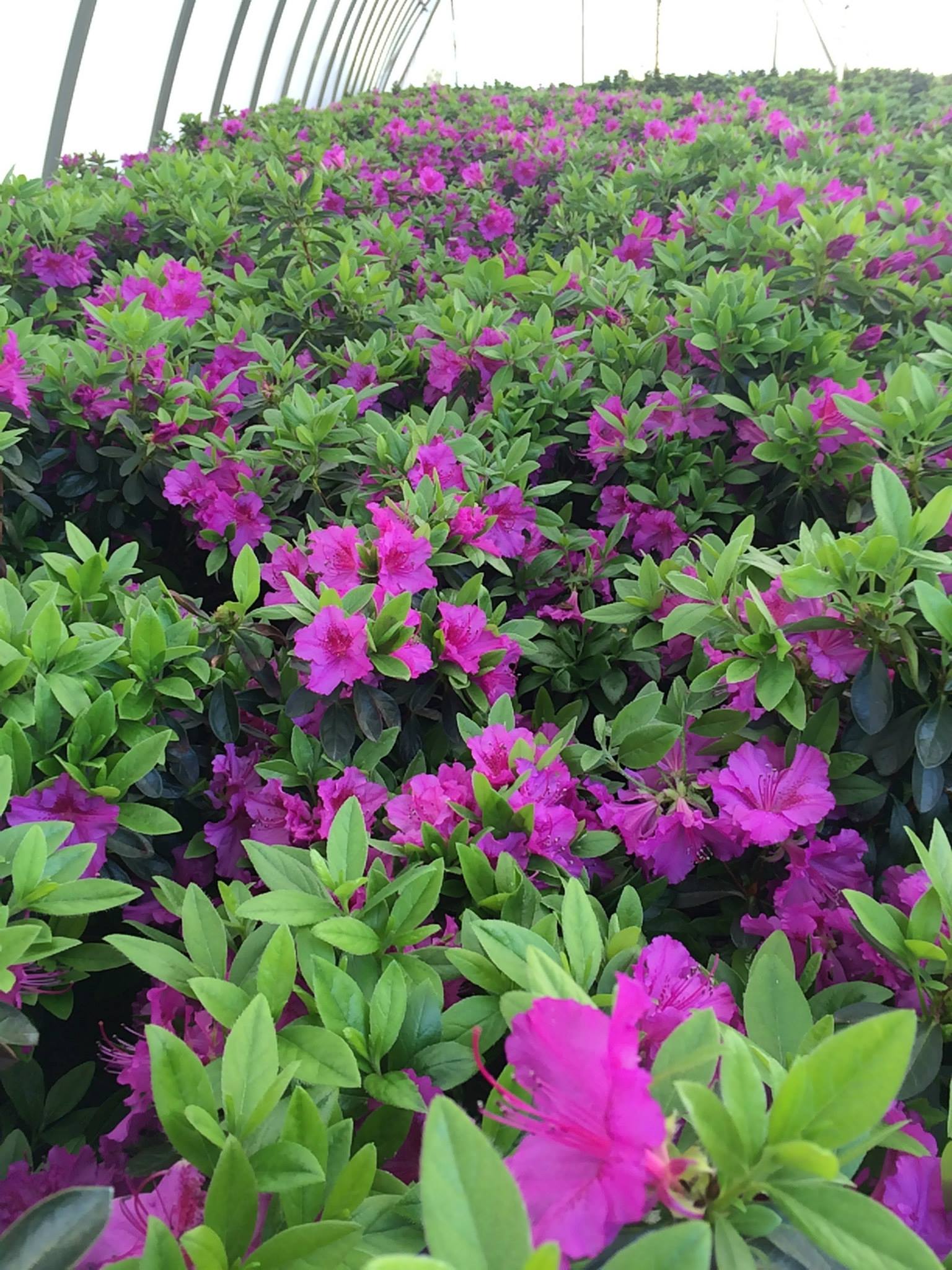 Purple Splendor - Buds & Blooms Nursery
