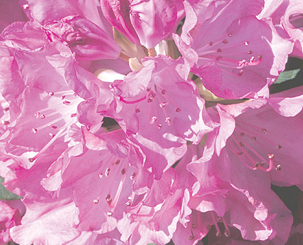 Roseum Pink - Rhododendron