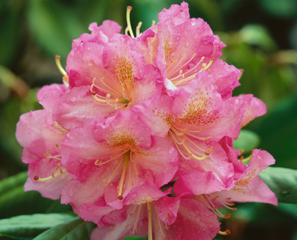 Scintillation - Rhododendron