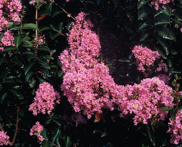 Sioux- Lagerstroemia (Crape Myrtles)