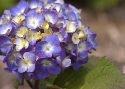 Endless Summer® BloomStruck™(macrophylla) - Hydrangea