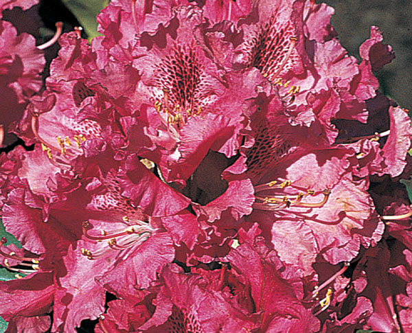 Besse Howells - Rhododendron