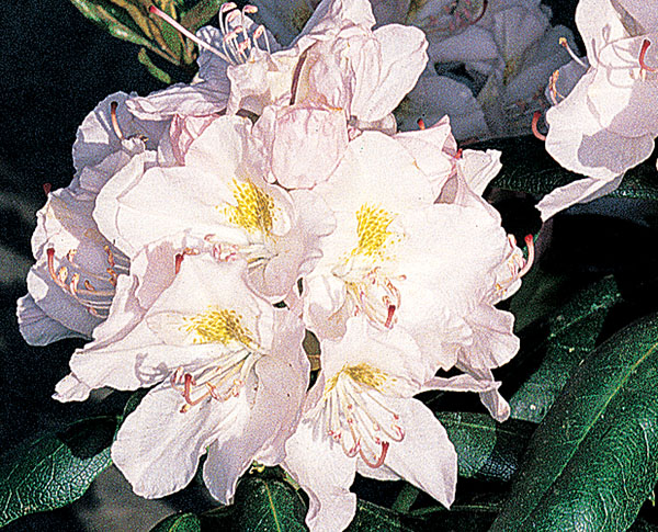 Catawbiense Album - Rhododendron