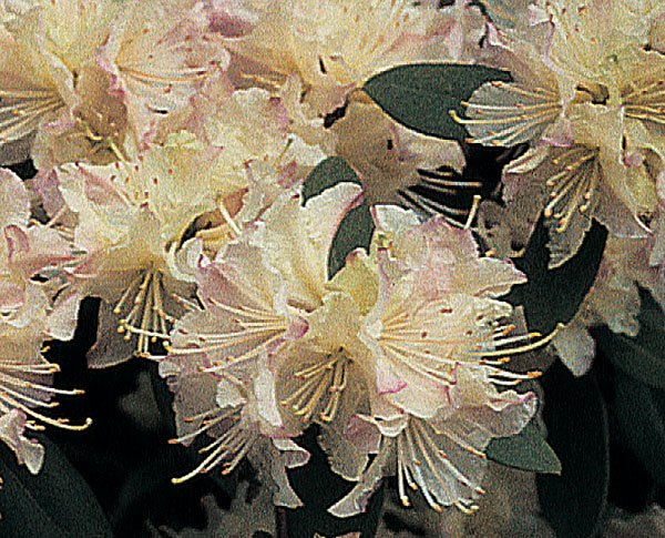 Mary Fleming - Rhododendron