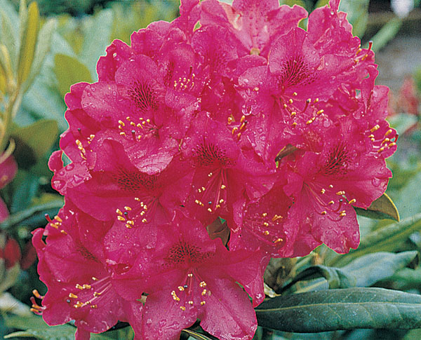 Nova Zembla - Rhododendron