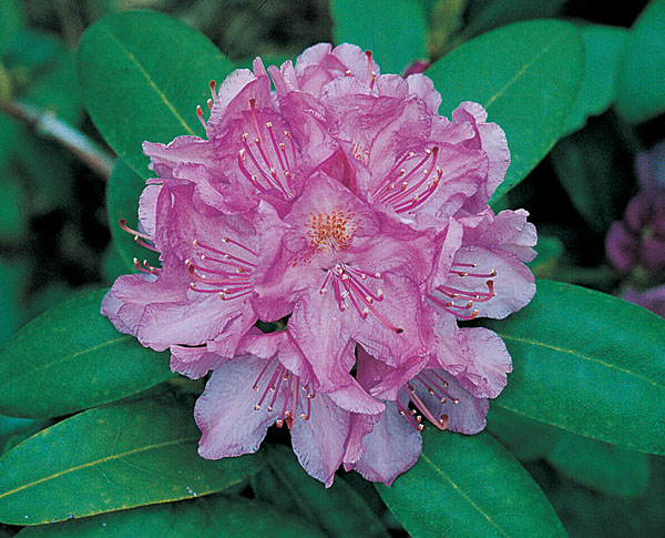 Roseum Elegans - Rhododendron