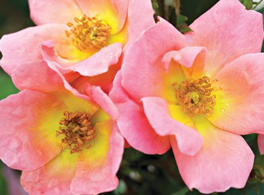 Rainbow Knock Out® Rose