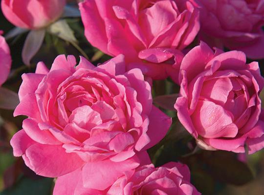 Pink Double Knock Out® Rose