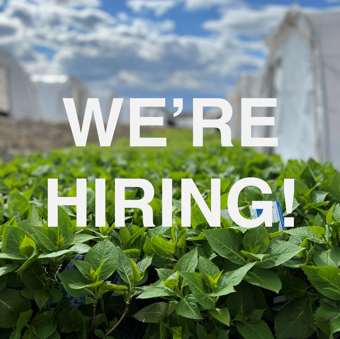 Now Hiring Nursery Inventory Manager Job Openings now-hiring-nursery-inventory-manager-job-openings